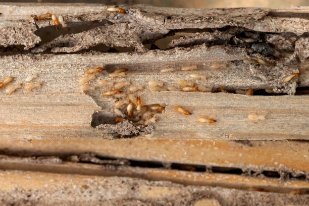 Best Pest Control Treatment  in Cuero, TX